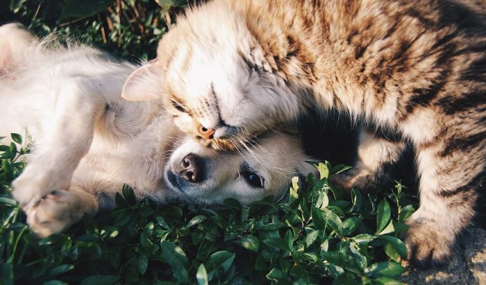 dog-cat-animals-love-romance-cute Cook County Resumes Rabies Vaccine and Microchip Clinics