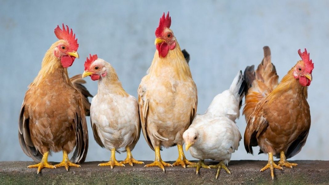 Avian Influenza Confirmed in Illinois Backyard Poultry