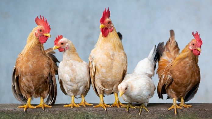 chicken-ge45d078ce_1280 Avian Influenza Confirmed in Illinois Backyard Poultry