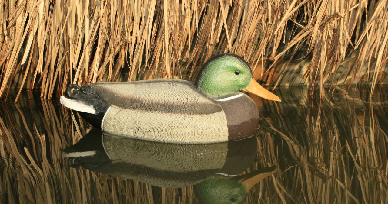 Duck IDNR Announces Habitat Fund Project Grants