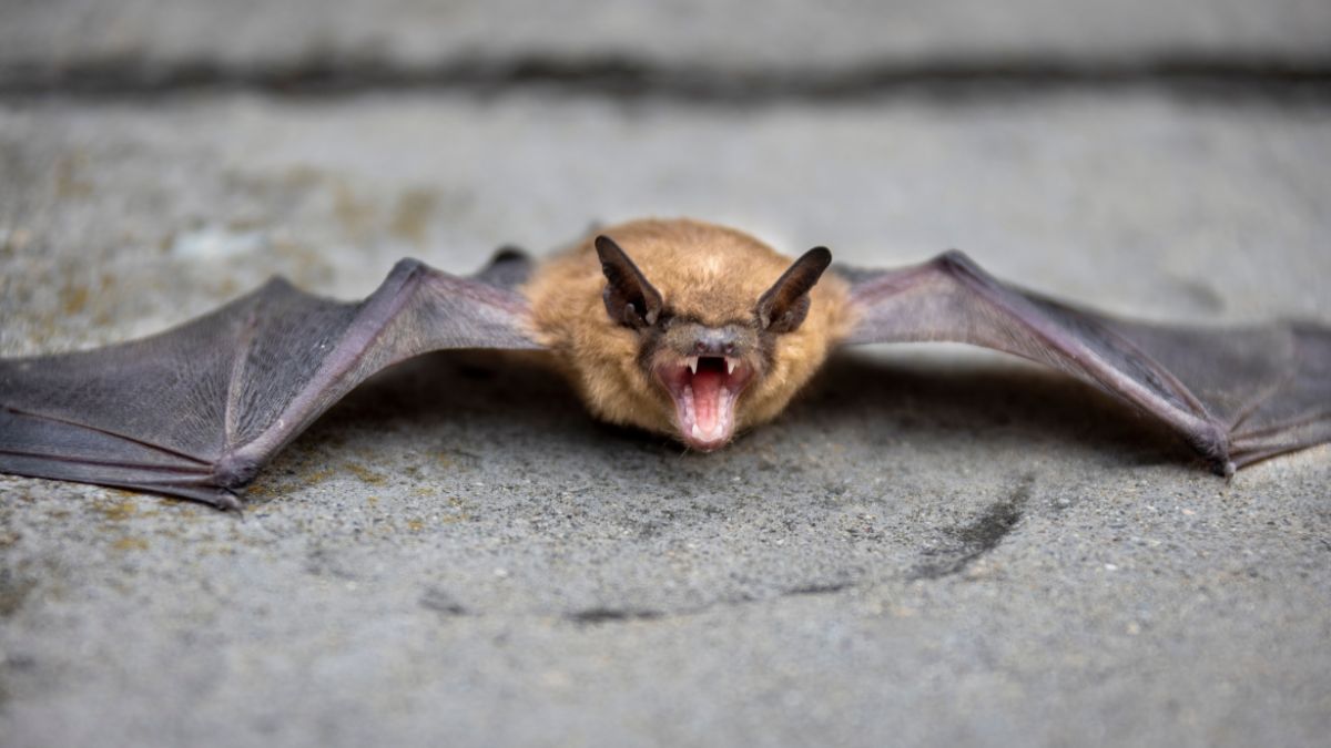 IDPH Reports Discovery of First Two Rabid Bats of 2024, Warns Public to Watch Out for Rabid Bats and Animals