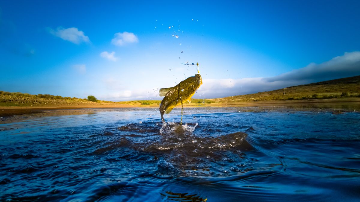 Indiana Man Cited for Allegedly Cheating in Illinois Bass Fishing Tournament