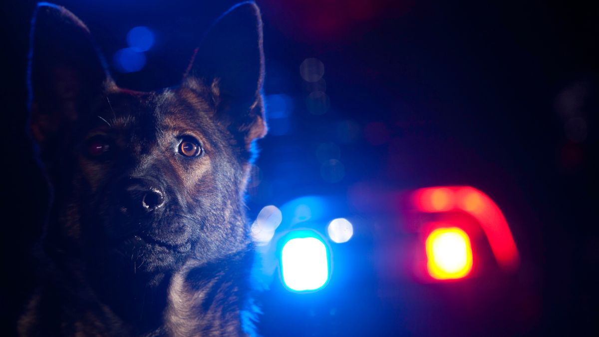 Illinois quick hits: K-9 suspect killed in Alton; Texas delegate robbed in Chicago