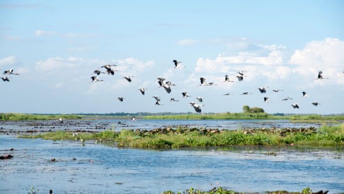 IDNR announces key dates and information for 2024-2025 waterfowl season