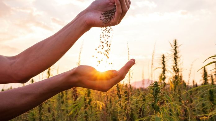 ILHAA Continues Calls for Age Gating and Common Sense Regulation of the Hemp Industry
