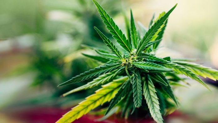 A Side of the the Hemp Industry They Haven’t Shown You” from the Illinois Healthy Alternatives Association