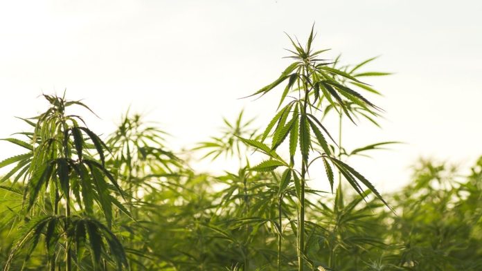 ILHAA Opposes SB1766 Creating the Hemp Beverage Commission as part of the Illinois Liquor Control Commission