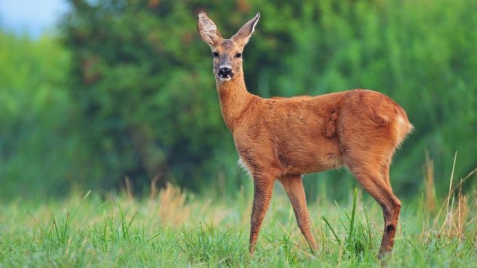 Chronic wasting disease detected in four additional Illinois counties