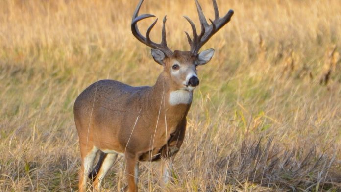 Joyce advances multiple measures to help landowners with deer control