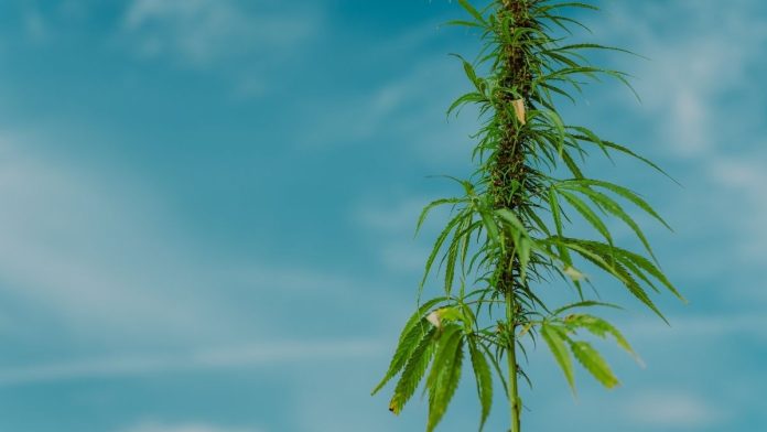 ILHAA Applauds Rep. La Shawn Ford’s Leadership on Hemp and Cannabis