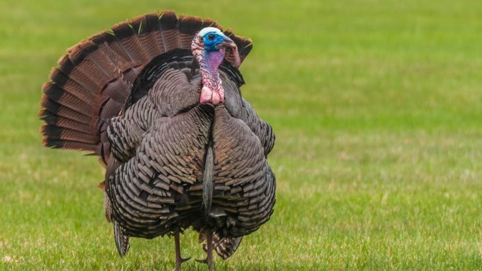 IDNR Seeking Public’s Help With Wild Turkey Brood Survey