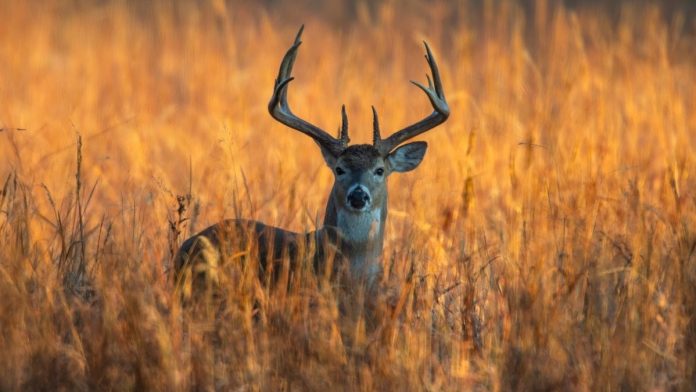 Joyce Help New Law Gives Farmers More Tools to Manage Deer Populations