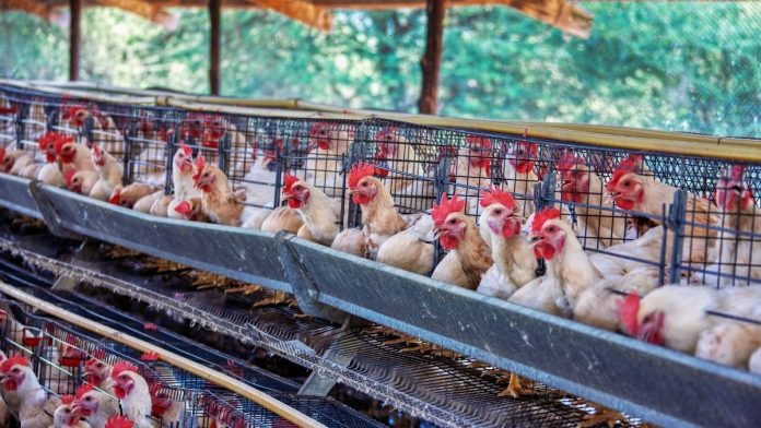 Governor Signs Law Expanding Poultry Processing Access for Illinois Farmers