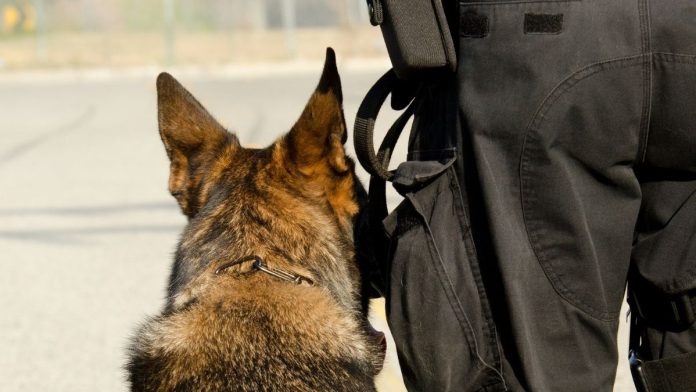 Abandoned Puppy Becomes Therapy Dog for Central Illinois Police Officers
