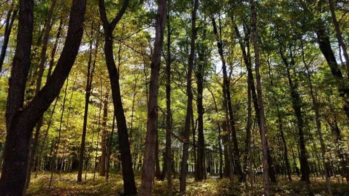 Commissioner Degnen to Host Sixth Annual Fall Nature Fest at LaBagh Woods