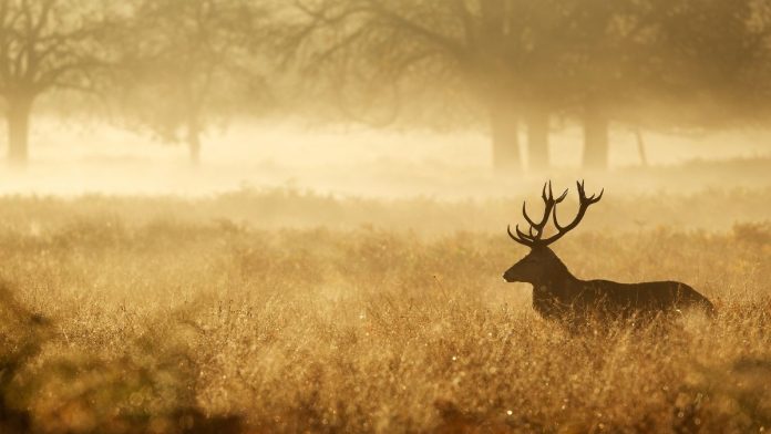 IDNR Launches New System to Notify Hunters of Deer Disease Test Results