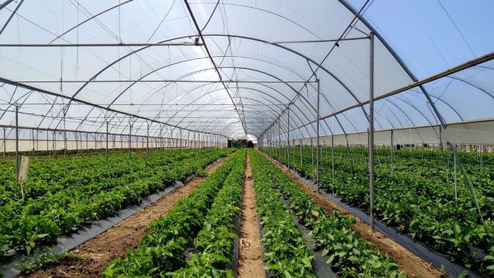 Chicago Ag Sciences High School Puts Boots-on-the-Ground Learning at the Center of Student Success