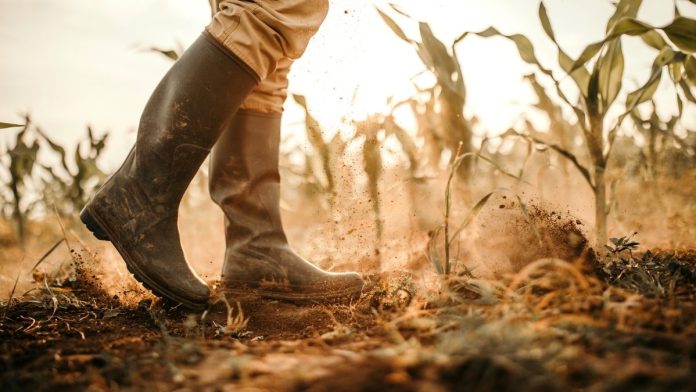 Illinois ag director says Trump trade policies are ‘crushing’ farmers