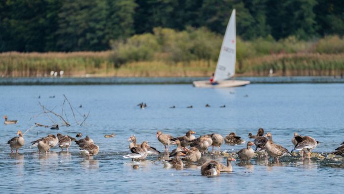 IDNR Revises South Zone Waterfowl Season Dates