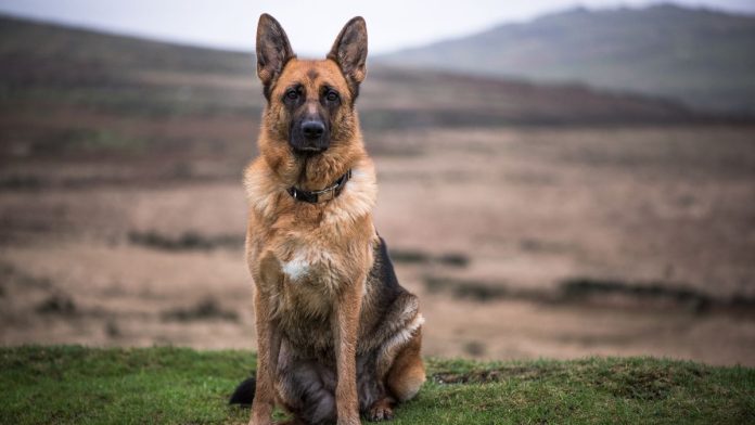 Illinois Launches Nation’s First Law Enforcement Therapy Canine Certification Program