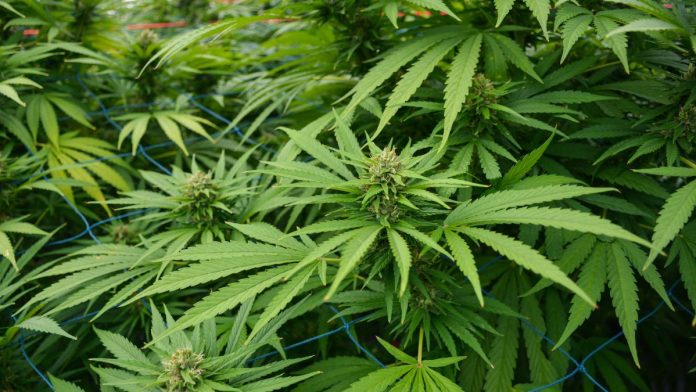 Chicago City Council Vote on Hemp Regulation Draws Criticism from Industry Advocates