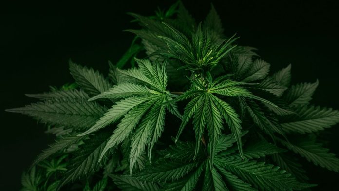 7 years after legalization, final cannabis licensing lawsuit goes to court