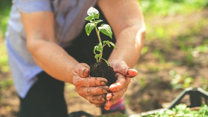 Faith in Place Offers Up to $30k in Grants for Tree Planting, Workforce Projects Across Midwest