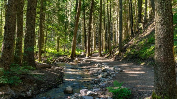 Illinois State Parks to Celebrate National Trails Day with Hikes Across the State