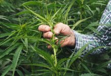 Illinois to regulate intoxicating hemp products, loosen up on cannabis Illinois to regulate intoxicating hemp products, loosen up on cannabis