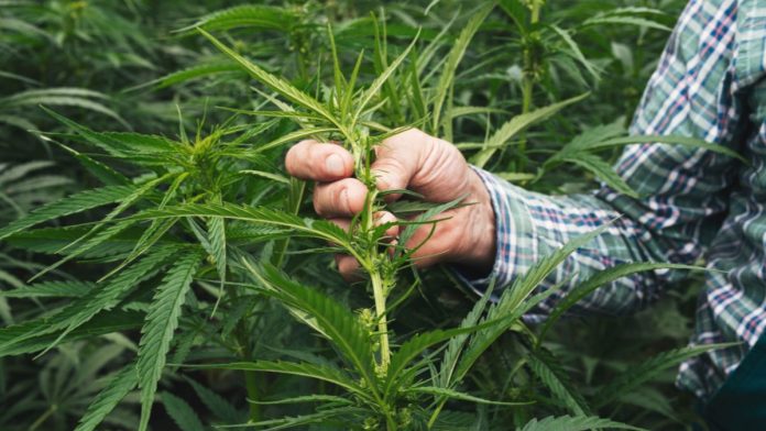 Illinois to regulate intoxicating hemp products, loosen up on cannabis
