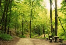 Friends of the Forest Preserves to Host Summer Solstice Celebration at Beaubien Woods Friends of the Forest Preserves to Host Summer Solstice Celebration at Beaubien Woods