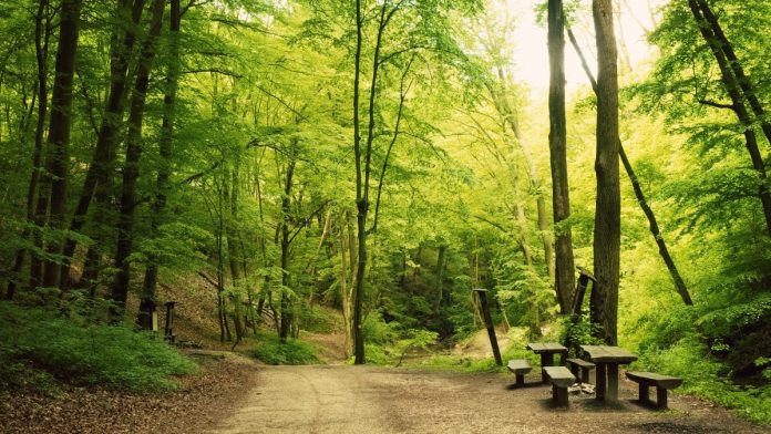 Friends of the Forest Preserves to Host Summer Solstice Celebration at Beaubien Woods