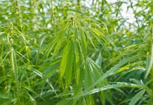 Bipartisan Bill Introduced in Congress Aims to Preserve U.S. Hemp Industry Bipartisan Bill Introduced in Congress Aims to Preserve U.S. Hemp Industry
