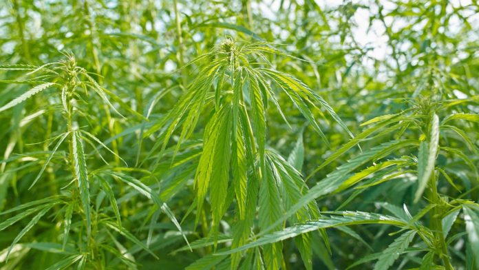 Bipartisan Bill Introduced in Congress Aims to Preserve U.S. Hemp Industry
