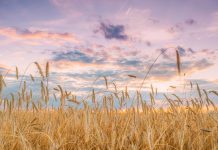 Illinois School Food Projects Receive USDA-Backed Grants to Expand Local Farm-to-School Programs Illinois School Food Projects Receive USDA-Backed Grants to Expand Local Farm-to-School Programs