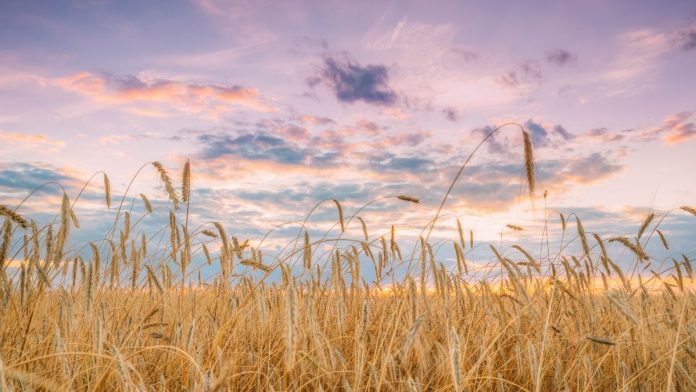 Illinois School Food Projects Receive USDA-Backed Grants to Expand Local Farm-to-School Programs