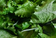Salad greens scrutinized as cyclosporiasis outbreak spreads Salad greens scrutinized as cyclosporiasis outbreak spreads