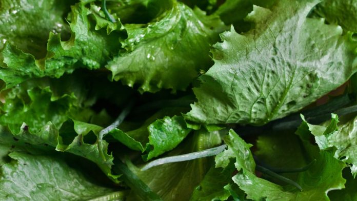 Salad greens scrutinized as cyclosporiasis outbreak spreads