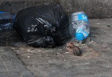 Chicago’s $12.5 million rat control ‘unlikely’ to work Chicago’s $12.5 million rat control 'unlikely' to work