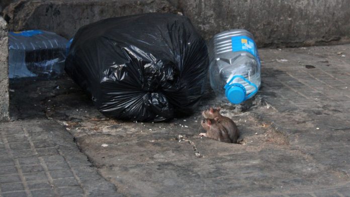 Chicago’s $12.5 million rat control 'unlikely' to work