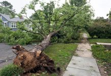 Cook County Commits $8 Million to Clear Storm Debris From South Suburban Communities Cook County Commits $8 Million to Clear Storm Debris From South Suburban Communities