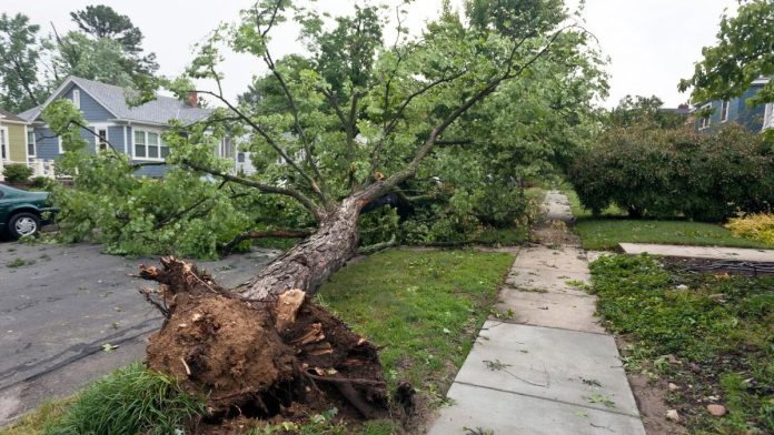 Cook County Commits $8 Million to Clear Storm Debris From South Suburban Communities